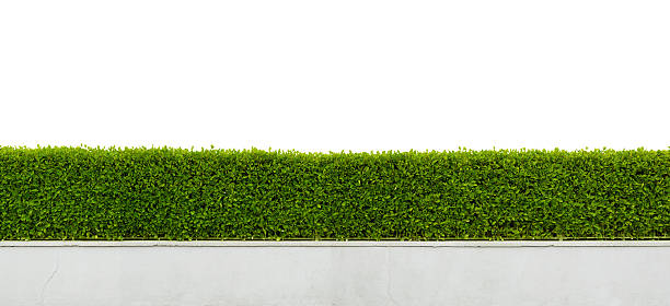Green hedge isolated on white Panoramic view of beautiful hedge isolated on white background hedge stock pictures, royalty-free photos & images