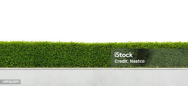 Green Hedge Isolated On White Stock Photo - Download Image Now - Hedge, Bush, Cut Out