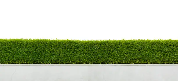 Panoramic view of beautiful hedge isolated on white background