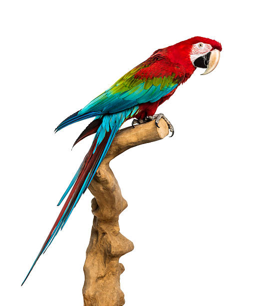 istock Red-and-green macaw perched on a branch, isolated 499363411