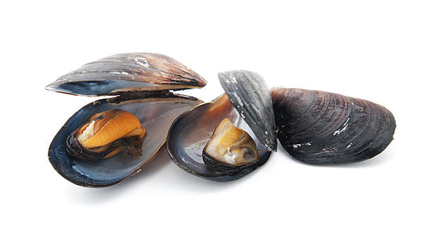 istock group of boiled mussels in shells isolated on white background 499363651