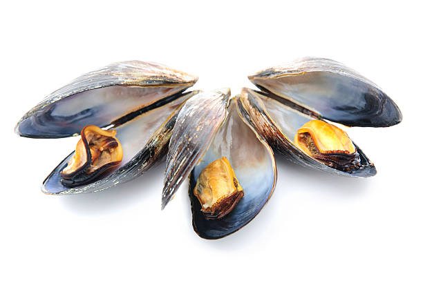 istock group of boiled mussels in shells isolated on white background 499363659