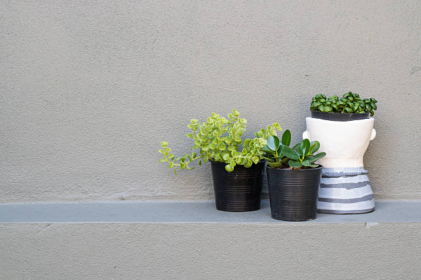 istock plant in vase on grey wall decoration concept 499364622