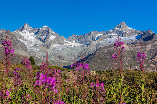 istock Beautiful Swiss Alps with flowers 499366340