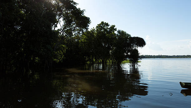 The Amazon Wetland in Brazil