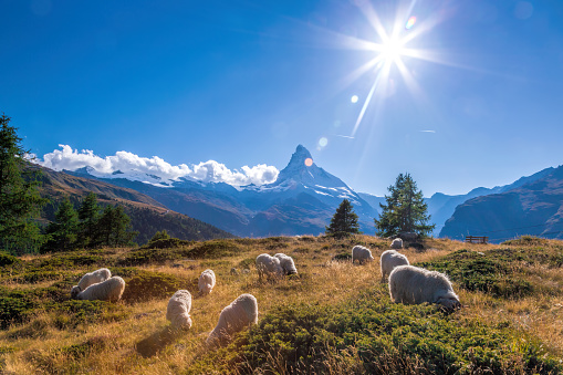 Matterhorn peak with sheeps in Swiss Alps