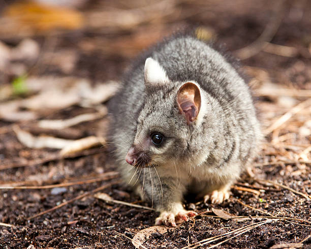 Baby Brushtail Possum stock photo