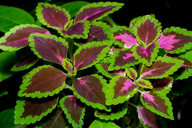 istock red coleus close up for background 499370782
