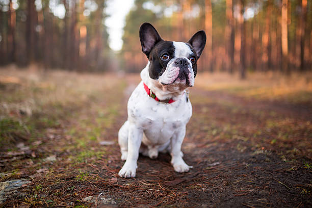 French bulldog puppy in the forest French bulldog puppy on the walk in forest french bulldog puppies stock pictures, royalty-free photos & images