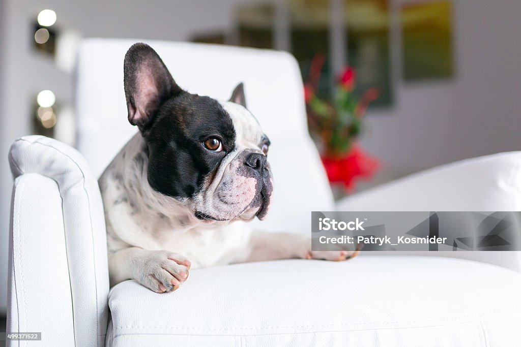 French bulldog lying down at the TV Adorable French bulldog lying down at the TV Dog Stock Photo