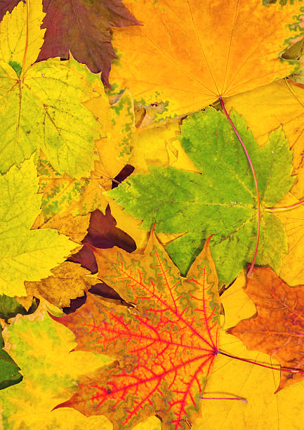 istock colorful autumn  leaves.vertical card 499372282
