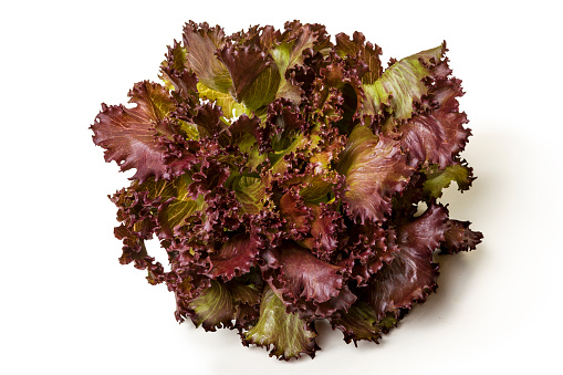 Beautiful delicious fresh purple curd lettuce, horizontal