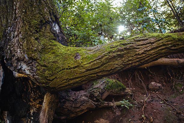 istock the tree in the forset 499373512