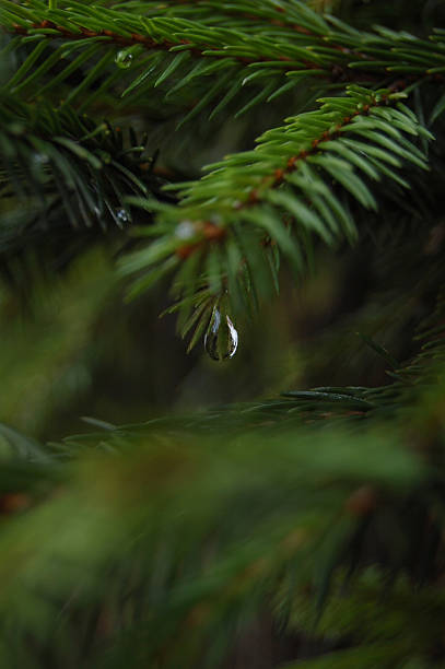 istock Christmas tree with drop of water 499373748