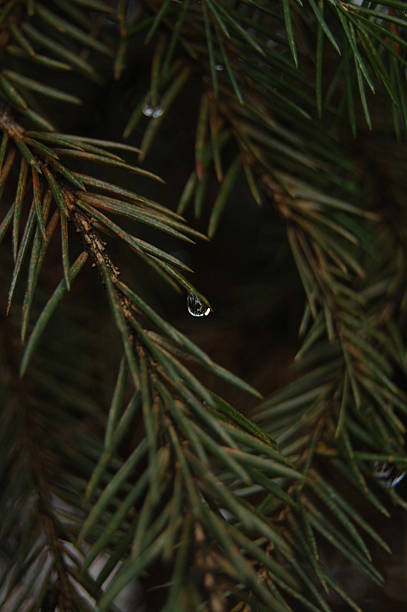 istock Christmas tree with drop of water 499373932