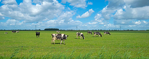 istock Cattle grazing in a meadow in summer 499374258