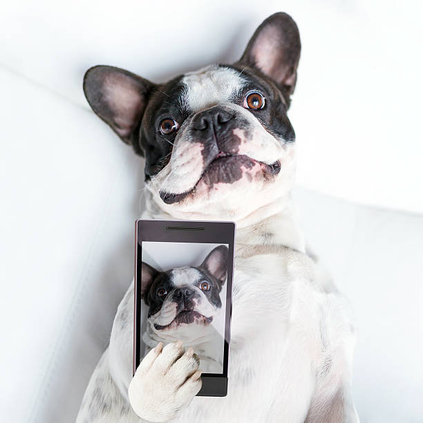 istock French bulldog taking a selfie 499374414