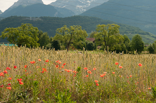 Poppies in the fields