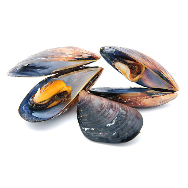 istock group of boiled mussels in shells isolated on white background 499376255