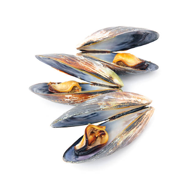 istock group of boiled mussels in shells isolated on white background 499376279