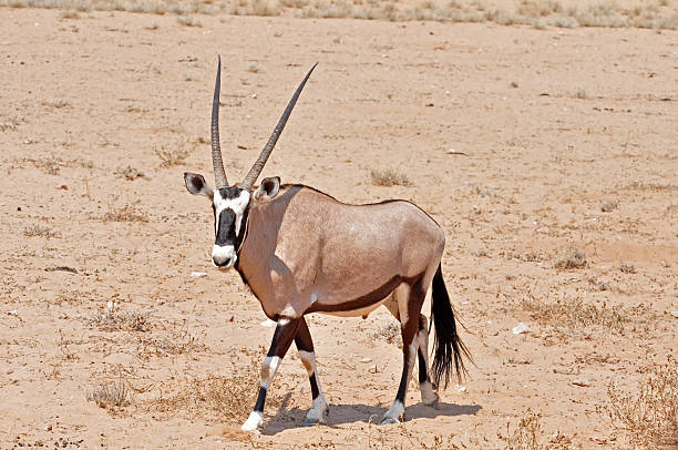 gemsbok antelope (orix gazella) - gemsbok antelope mammal nature fotografías e imágenes de stock