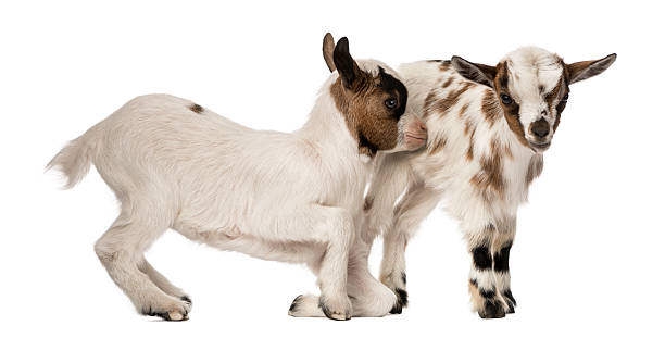 istock Two Young domestic goats, kids, isolated on white 499377801
