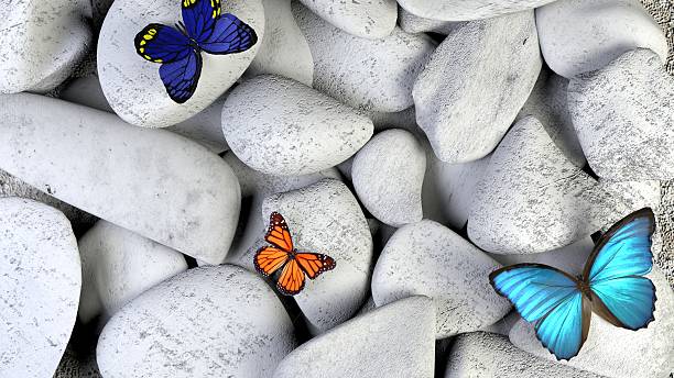 istock Butterfly and stones as background. 499378116