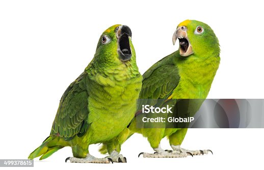 4,821 Talking Parrot Stock Photos, Pictures & Royalty-Free Images - iStock  | Funny parrot