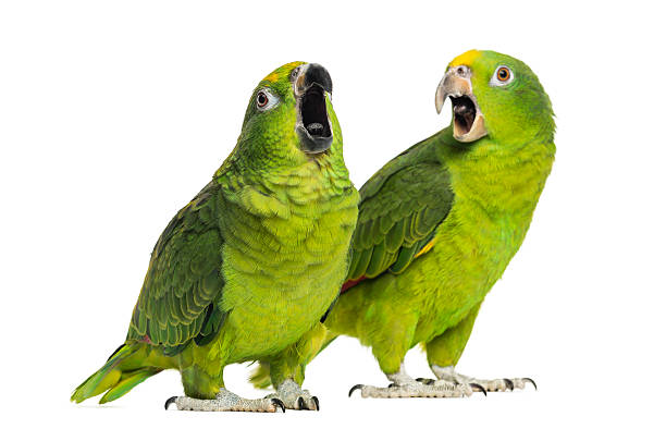 4,821 Talking Parrot Stock Photos, Pictures & Royalty-Free Images - iStock  | Funny parrot