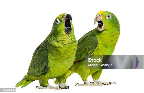 Panama And Yellowcrowned Amazon Isolated Stock Photo - Download Image Now - Talking, Animal, Parrot