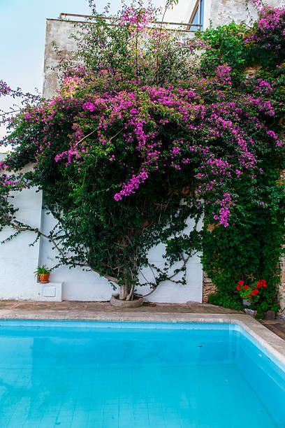 istock flowers in wall of pool 499378745