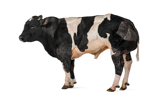 istock Belgian blue bull (16 months old),  isolated on white 499379213