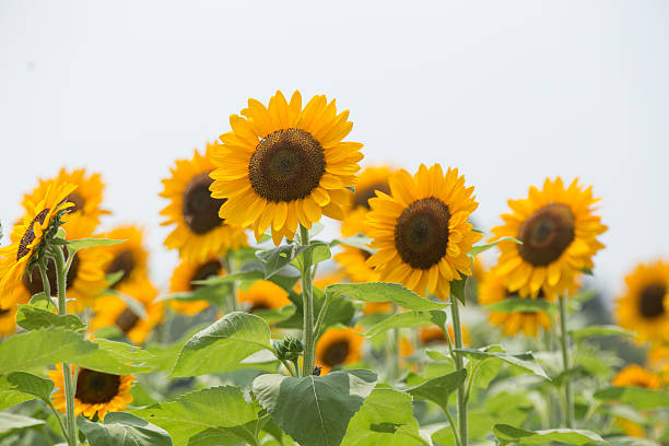 310+ Sunflower Himawari Stock Photos, Pictures & Royalty-Free