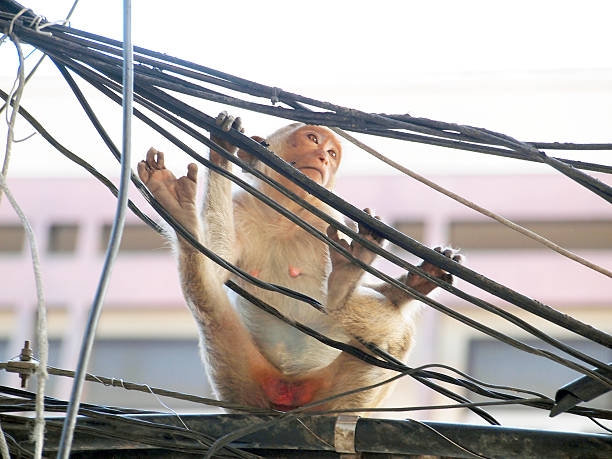 istock Monkey in Lop Buri Province Thailand 499379409