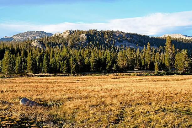 istock meadow at Yosemite National Park 499379641