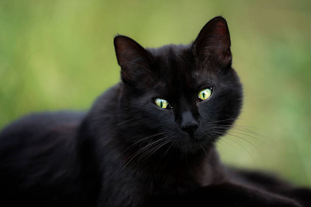 black cat and background stock photo