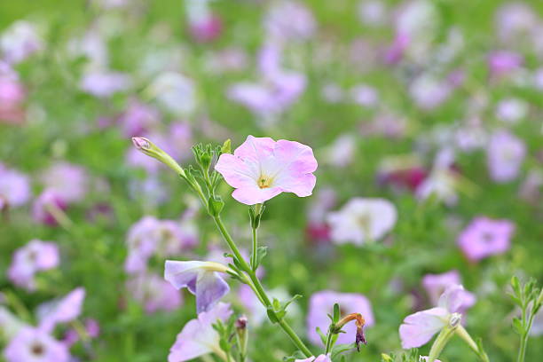 Beautiful Pink Flowers in the Garden. stock photo