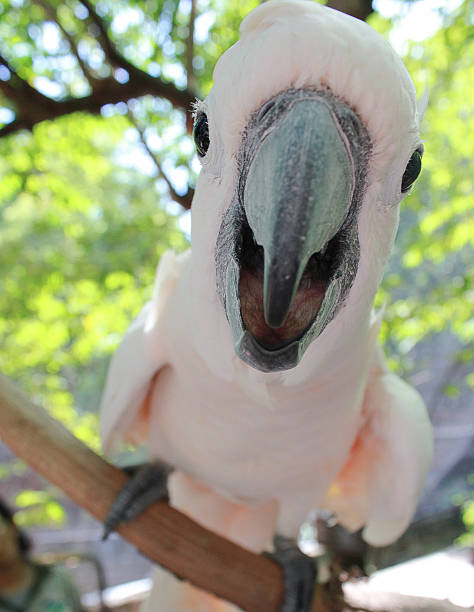 istock Cockatoos close up smile 499380981