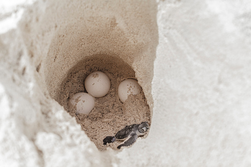 Sea turtle huevos con recién nacido en hatchery sitio photo
