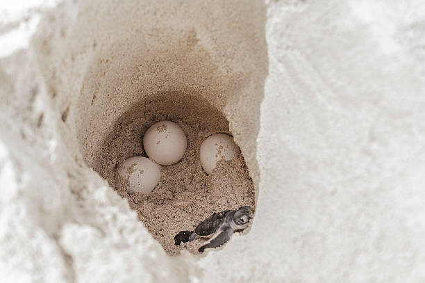 istock Sea turtle eggs with newborn animal in hatchery site 499381145