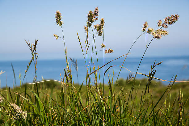 istock Green ears looking at the sea 499381321