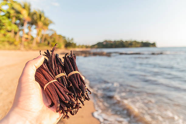 Frijoles de vainilla en mis manos en la playa. - foto de stock