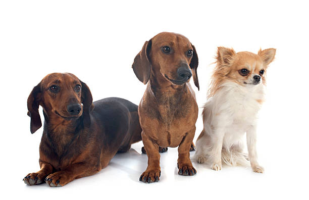 istock dachshund dogs and chihuahua 499382103