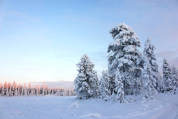 istock Snowy field pine trees under blue sky 499382615