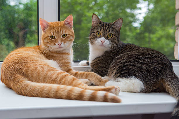 Two cat sitting on the window sill Red and grey cat sitting on the window sill two animals stock pictures, royalty-free photos & images