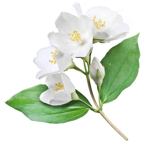istock Flowers of jasmine. 499384085