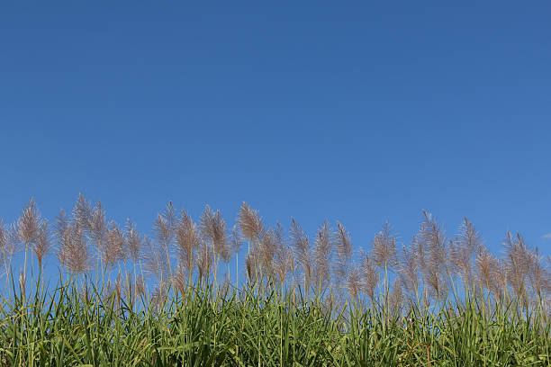 istock Sugar cane flower Sunrise 499388454