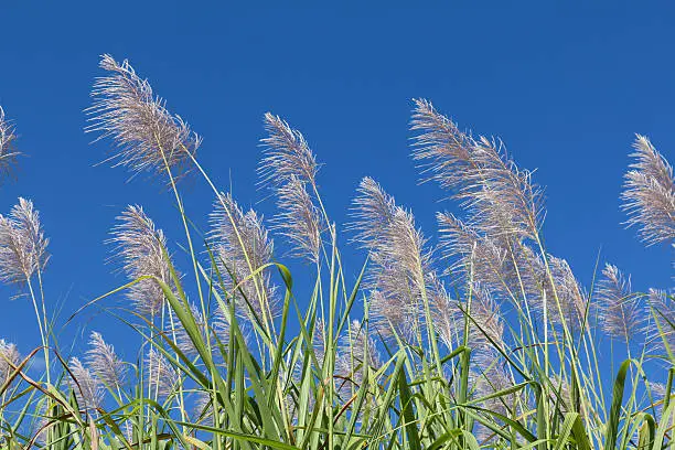 Sugar cane flower Sunrise,Beauty blue sky and clouds in daytime in Thailand