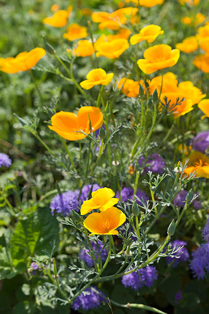 istock Flower bed yellow and purple flowers 499389122