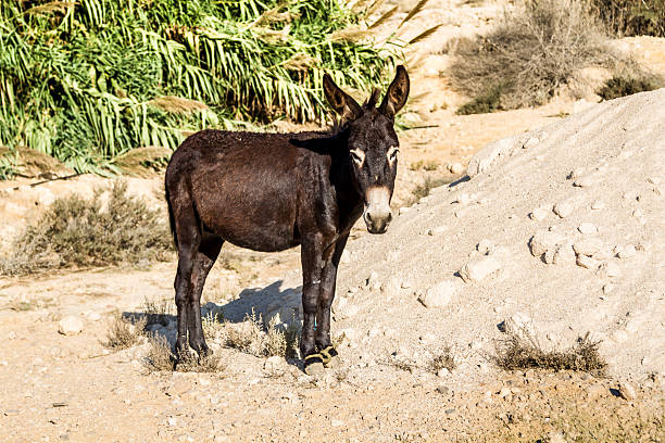 istock The domesticated donkey 499391560